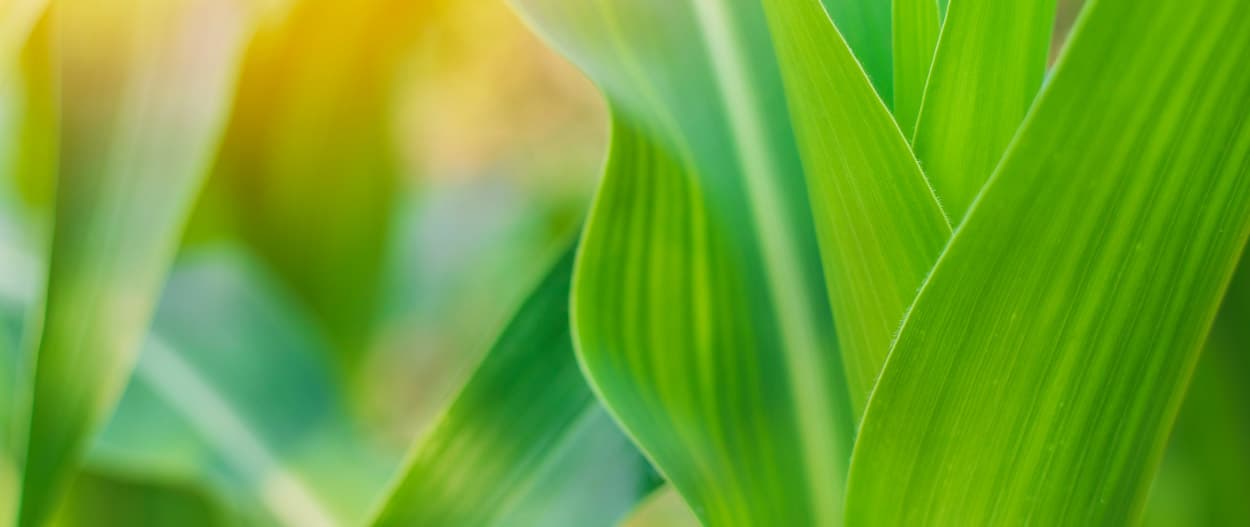 PEKU Greenline Bio-Folien aus nachwachsenden Rohstoffen und heimkompostierbar